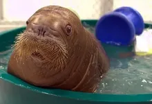 water animals walrus baby animals tub 1680x1050 wallpaper Art HD Wallpaper